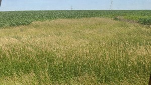 Hay 1 mile West at 9 acre CRP Waterway